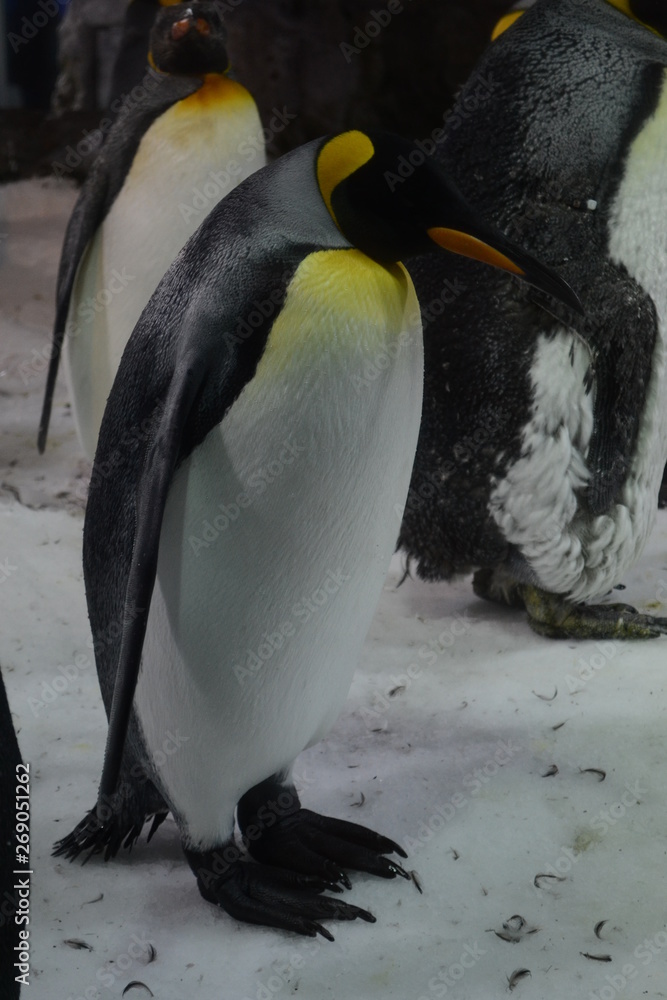 Obraz premium Antarctic Penguin colony 