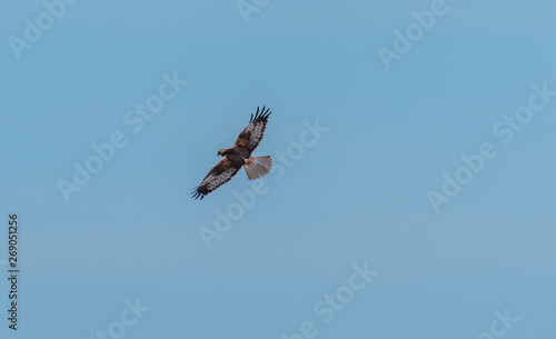 Western Marsh Harrier Flying in a Clear Blue Sky