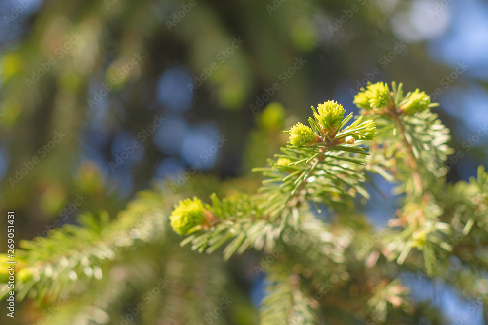 Buds on a branch of a coniferous tree close-up on a blurred background Buds on a branch of a coniferous tree close-up on a blurred background