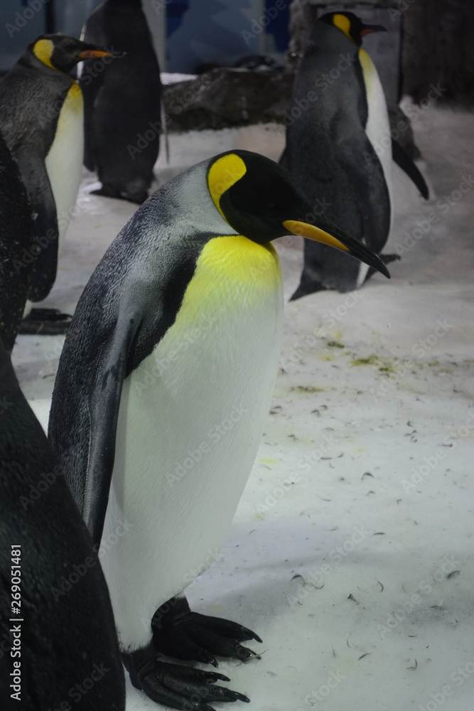 Obraz premium Antarctic Penguin colony