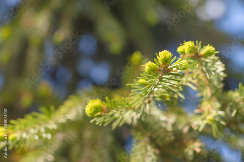 Buds on a branch of a coniferous tree close-up on a blurred background