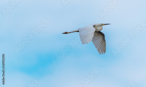 Great White Egret Flying in a Partly Cloudy Sky over a National Park in Latvia © JonShore