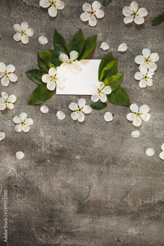 on a beautiful grey concrete table background  white wild cherry flowers and a white plate to insert text. For logo design