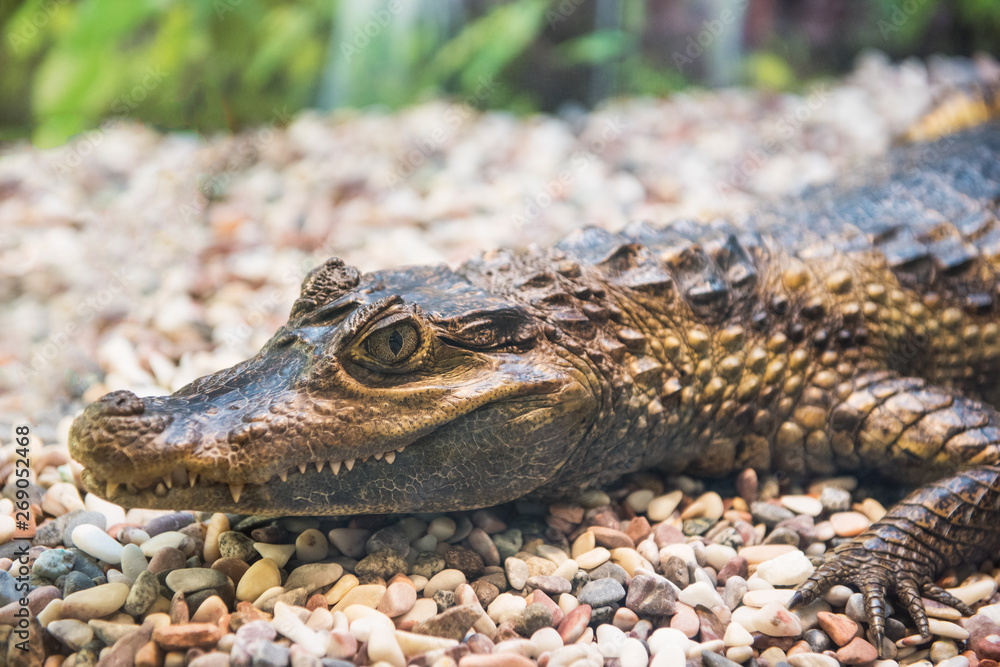 Fototapeta premium The spectacled caiman (Caiman crocodilus chiapasius) closeup portrait