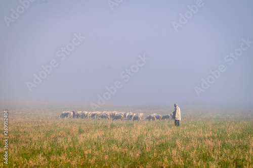 Shepard with many sheeps in foggy moring conditions