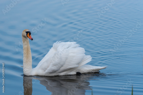 Swan on a Lake at a National Park in Latvia photo