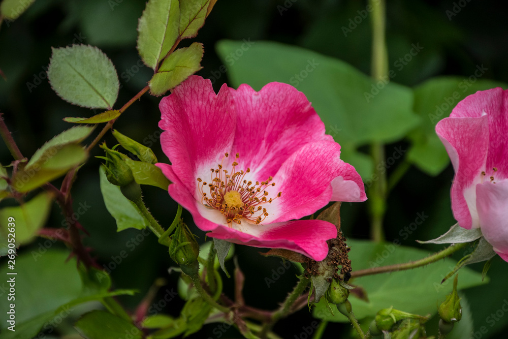 Rose flower closeup. Shallow depth of field. Spring flower of pink rose Rose flower closeup. Shallow depth of field. Spring flower of pink rose