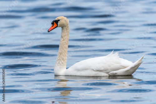 Swan on a Lake at a National Park in Latvia © JonShore