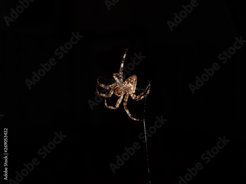 spider on web