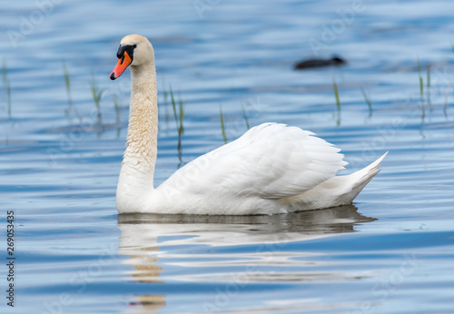 Swan on a Lake at a National Park in Latvia