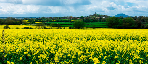 Rapeseed field looking out towards the village of Lilleshall and the Lilleshall monument, with the Wrekin in the background