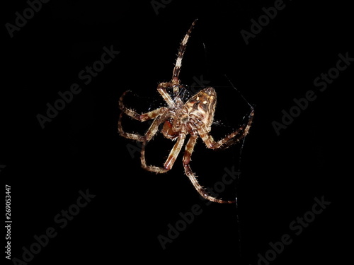 spider on web