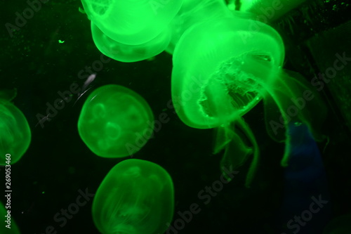 Green Light at on Jelly Fish swimming at the aquarium 