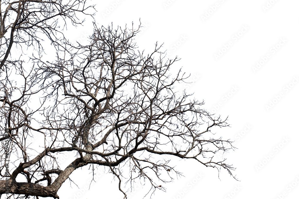 Fototapeta premium Dead branches , Silhouette dead tree or dry tree on white background with clipping path.
