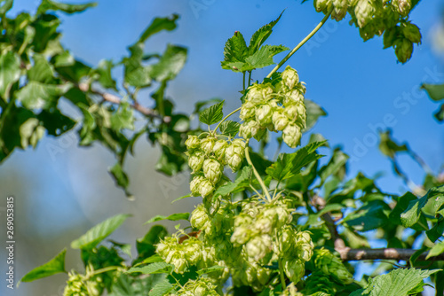 Plant hops. Agricultural plant, the main component in the production of beer