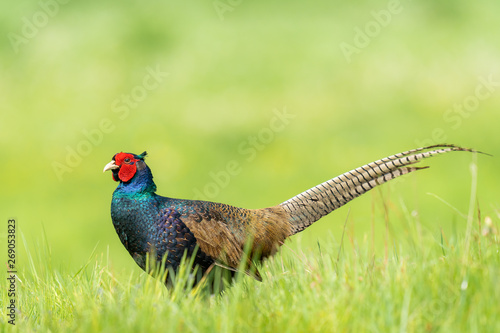Variant pheasant in the grass