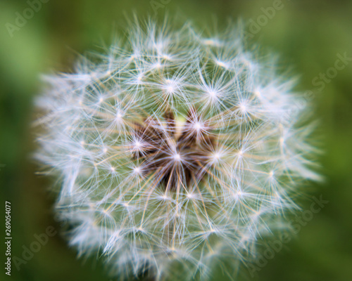 Close-up picture of a dandelion puff seed pod