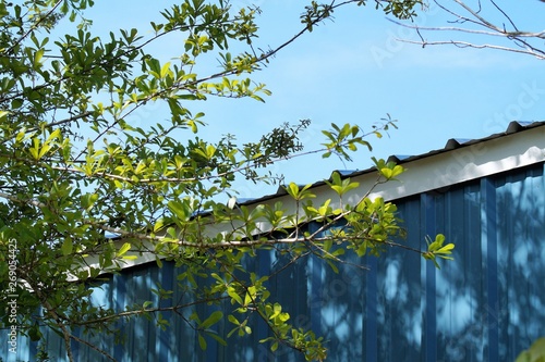 Tree branch against blue garage and blue sky 