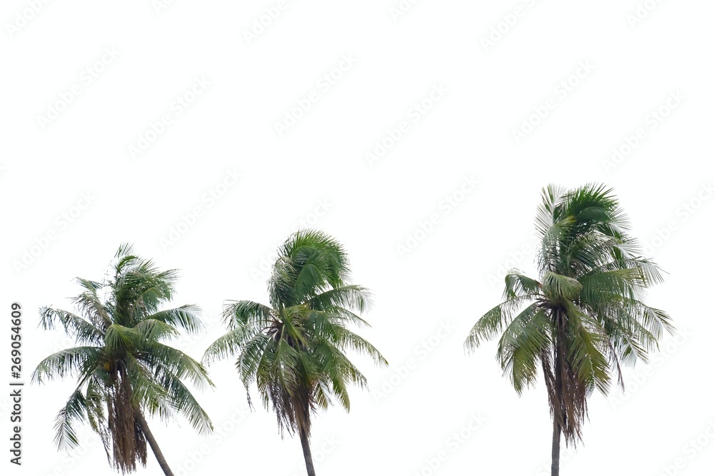 Windy coconut trees on white isolated background for green foliage backdrop 