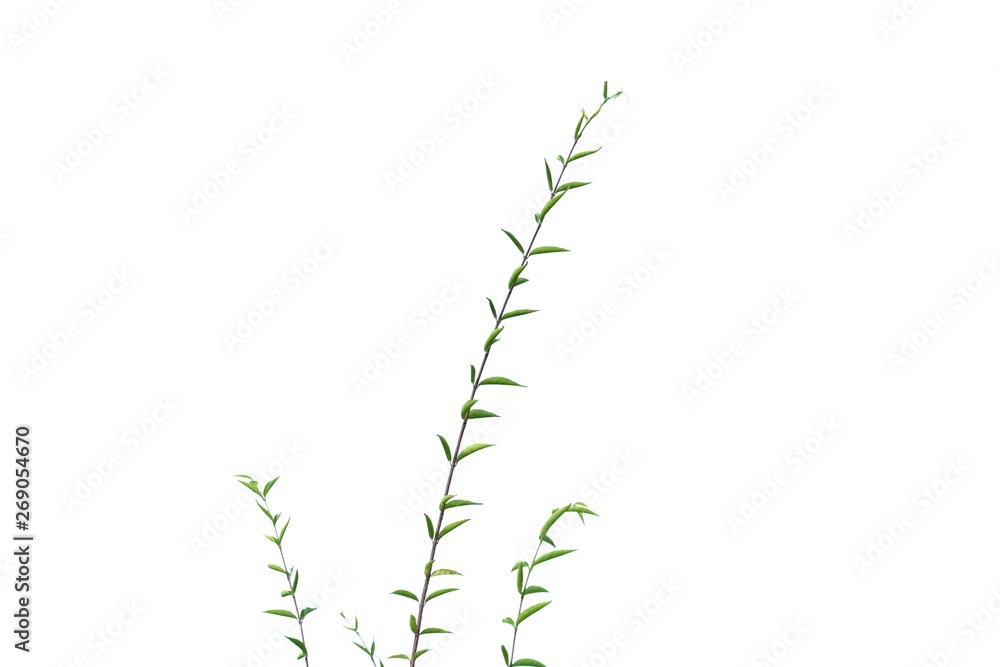 Young tropical plant leaves with twigs on white isolated background for green foliage backdrop Young tropical plant leaves with twigs on white isolated background for green foliage backdrop