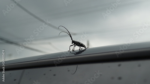 Fotografi Longhorn beetle pest Anoplophora malasiaca