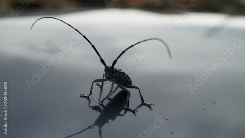 Longhorn beetle pest Anoplophora malasiaca