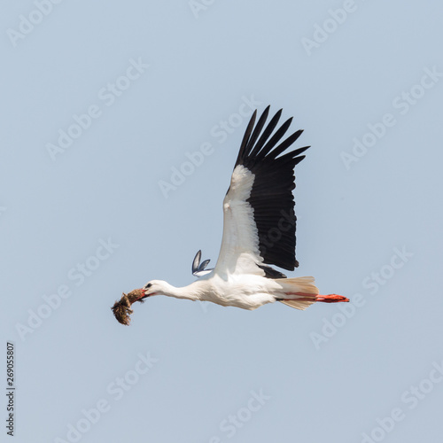 white stork  ciconia  flying with nesting material