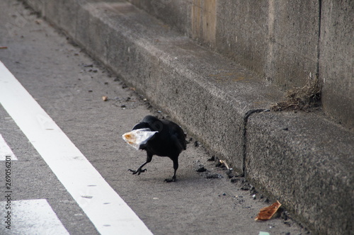 Wild bird crow black clever