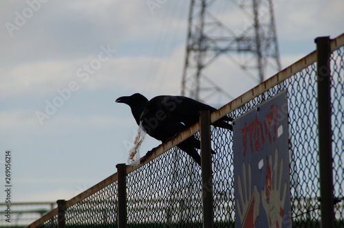 Wild bird crow black clever