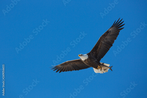Photography Bald Eagle with fish over Mississippi River