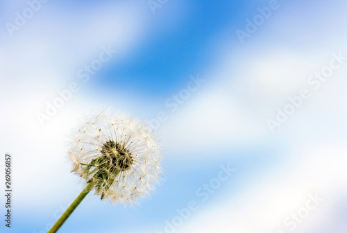 Lovely summer picture of dandelion flower close up against blue sky with white clouds. Trendy minimal composition.