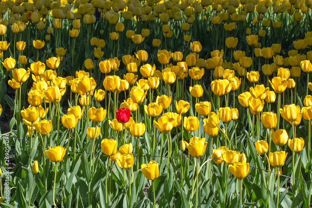 Blooming yellow tulips, one flower red