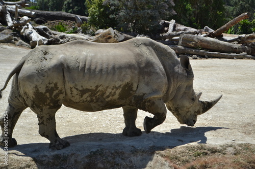 White Rhinoceros caged in captivity in a New Zealand zoo 