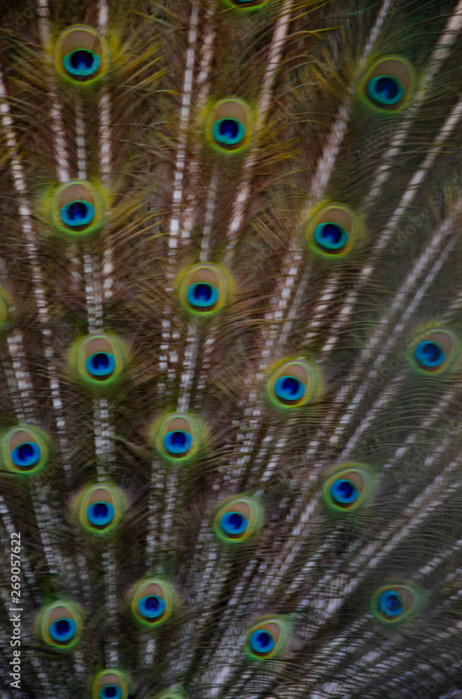 Obraz premium paon 05