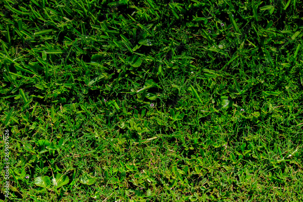 Grass texture close up Grass texture close up