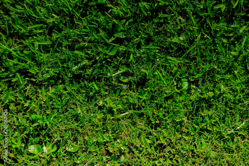 Grass texture close up