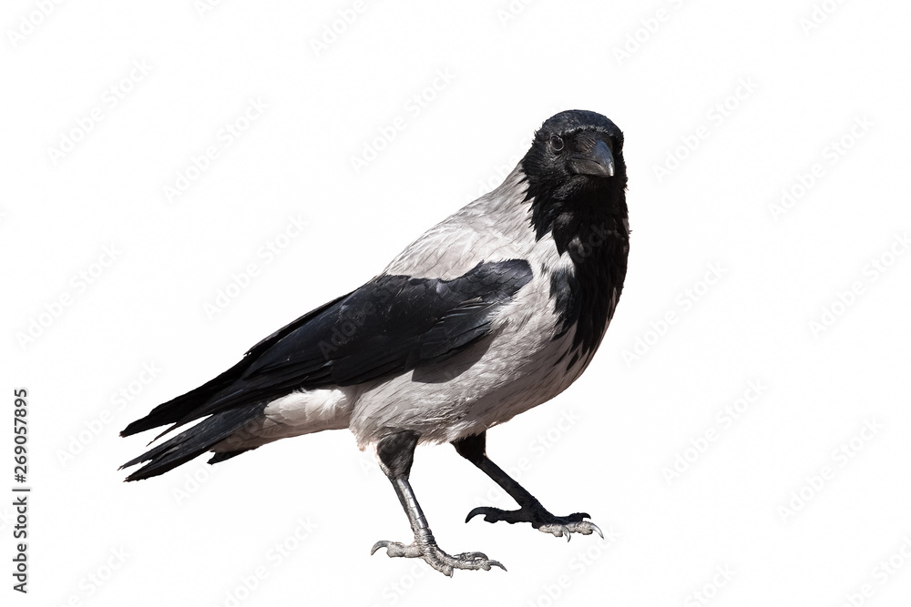 black raven on a white background, portrait of a bird, isolated, looking at the camera black raven on a white background, portrait of a bird, isolated, looking at the camera