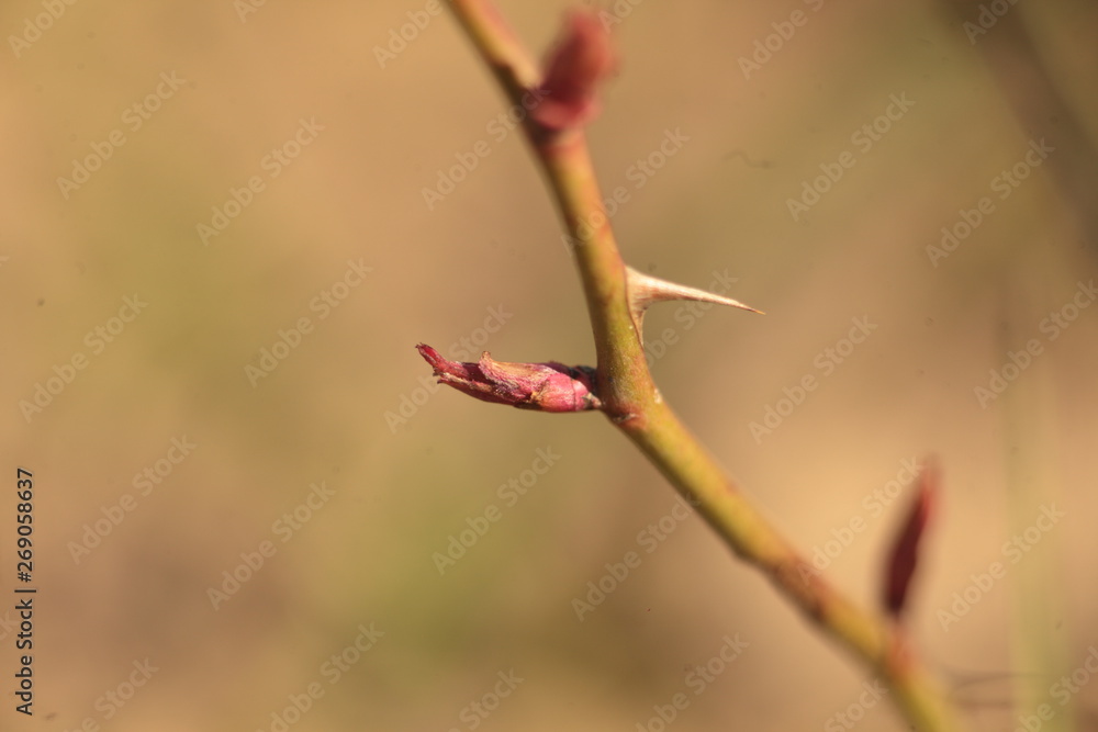 buds on branch