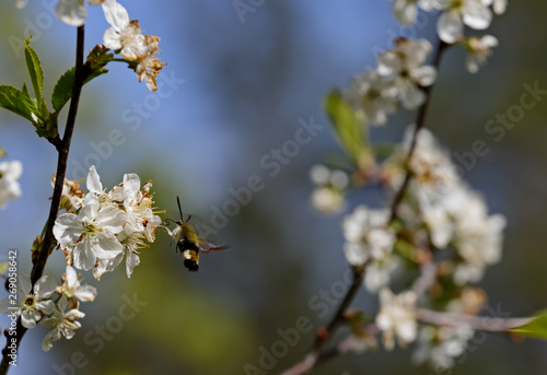 A hawk moth flying in beautiful cherry flowers in spring 