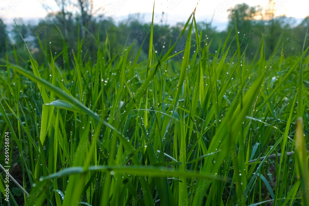 Fototapeta premium Green grass after the rain in the water drops, rain drops on the grass