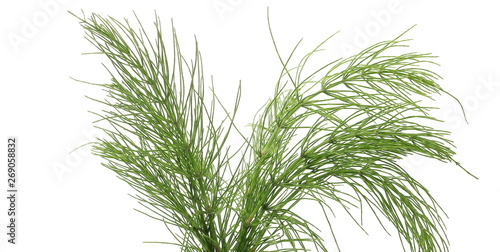 Horsetail (Equisetum arvense), fern, isolated on white background with clipping path