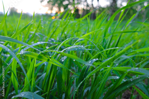Green grass after the rain in the water drops  rain drops on the grass