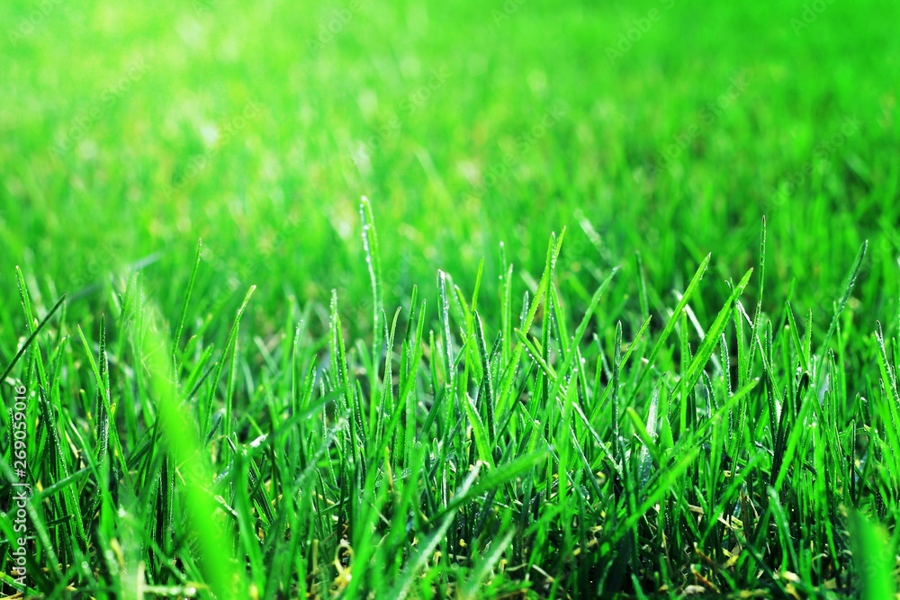 Closeup green grass with waterdrop bokeh on the field. Fresh green grass with dew drops closeup with beautiful bokeh effect. Background of dew drops on bright green grass. Closeup green grass with waterdrop bokeh on the field. Fresh green grass with dew drops closeup with beautiful bokeh effect. Background of dew drops on bright green grass.