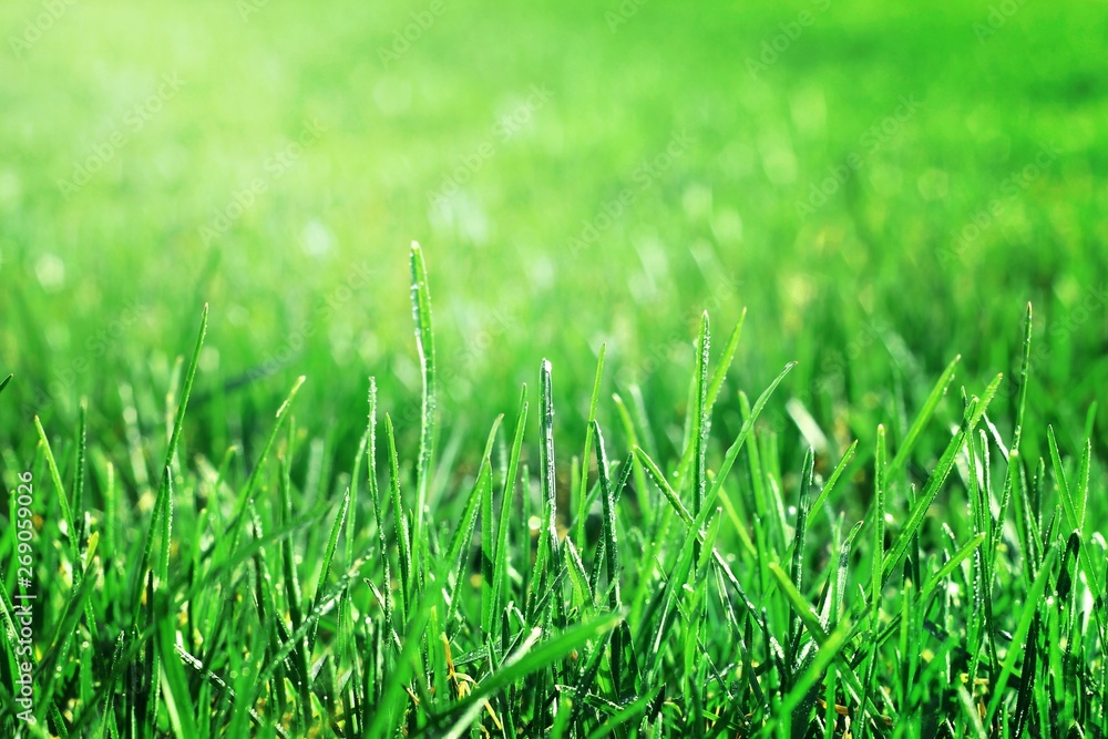 Fototapeta premium Closeup green grass with waterdrop bokeh on the field. Fresh green grass with dew drops closeup with beautiful bokeh effect. Background of dew drops on bright green grass.