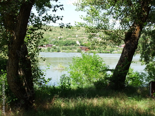 trees in the park