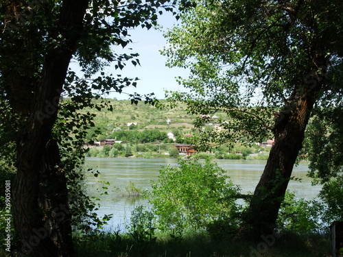 trees in the park