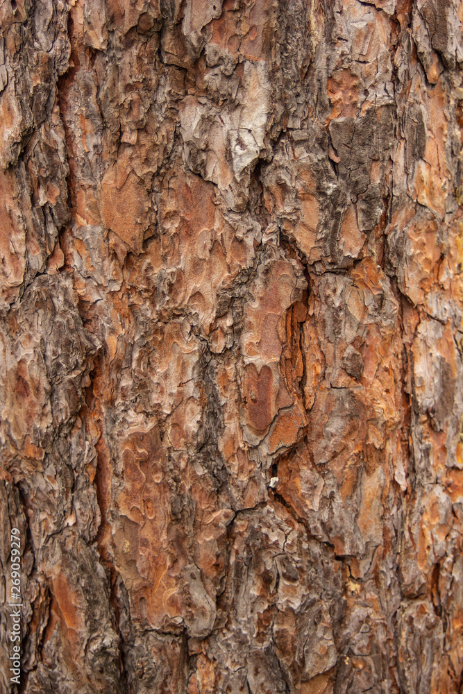 The photo of wood bark. Background for timber industry. The photo of wood bark. Background for timber industry.