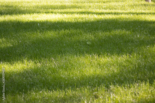 trimmed lawn grass with poplar down in the Park. Patches of light and shadow on the grass.