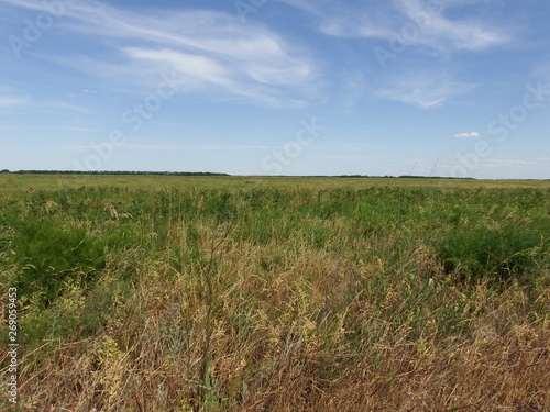 green field and blue sky