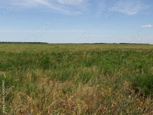 green field and blue sky